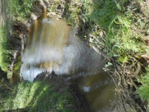 Fascine de saules