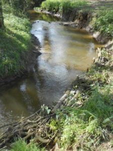 Fascine de saules