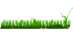 Herbe