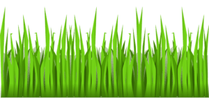 Herbe