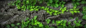 Végétation sur tonc d'arbre