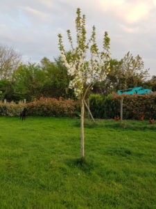 Arbre en fleurs